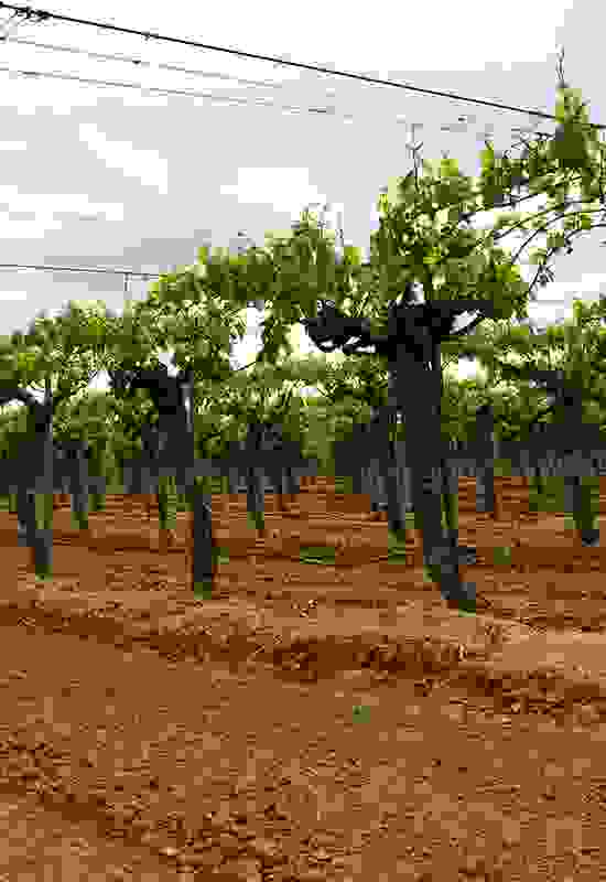Fresh, aromatic wines