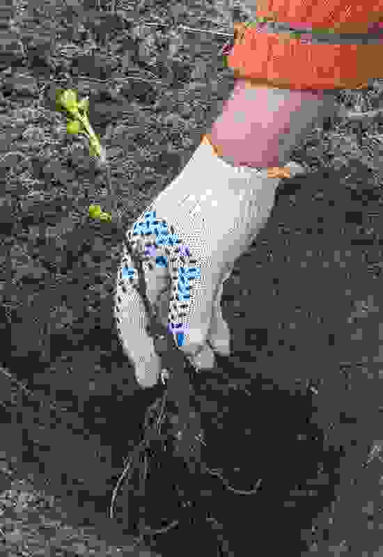 Sandy Soil