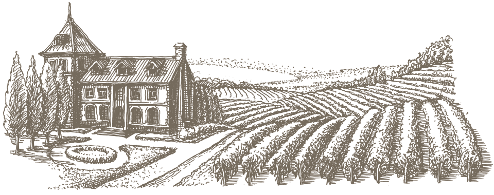 vineyard_drawing-min
