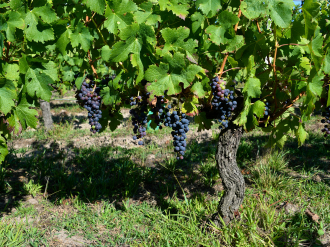 Vineyard Views